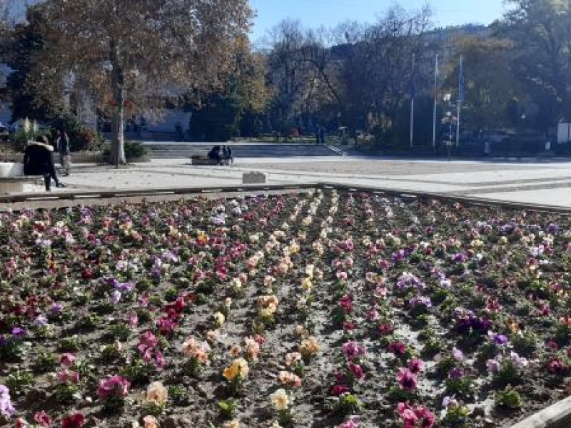 Пъстри зимни цветя засадиха служителите на ОП „Чистота – Свищов“ в парковете и алеите на крайдунавския град