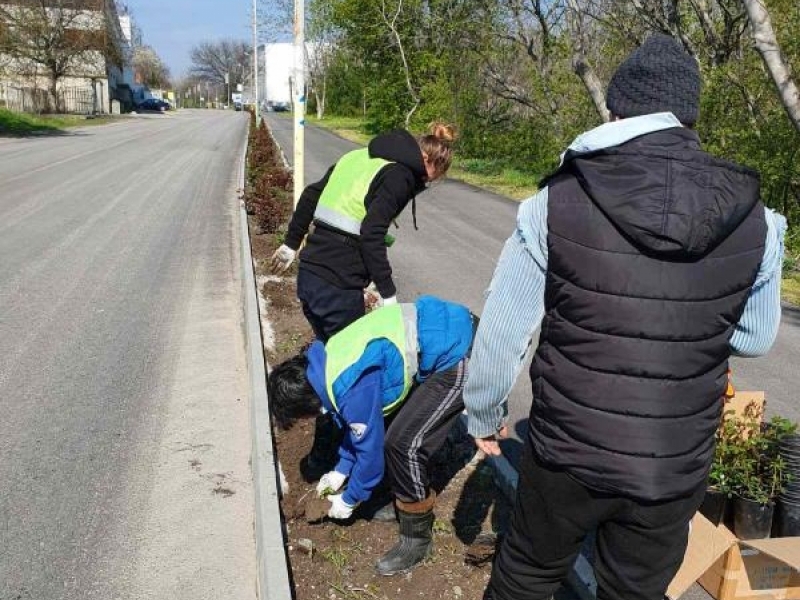 С нови розови храсти се обновяват цветните алеи в Свищов 