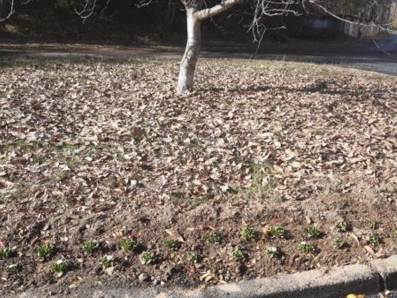 Пъстри зимни цветя засадиха служителите на ОП „Чистота – Свищов“ в парковете и алеите на крайдунавския град