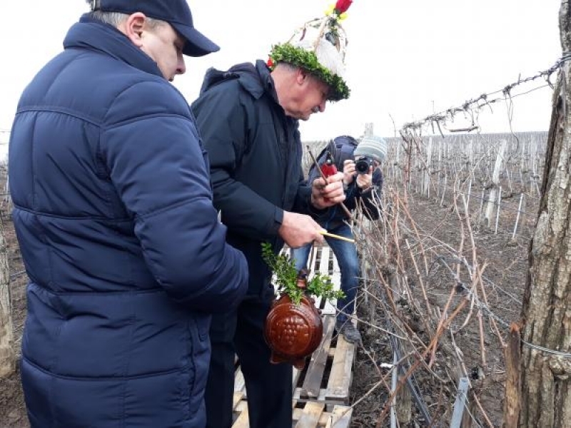 Деня на винарите и лозарите отпразнуваха по традиция в Свищов 