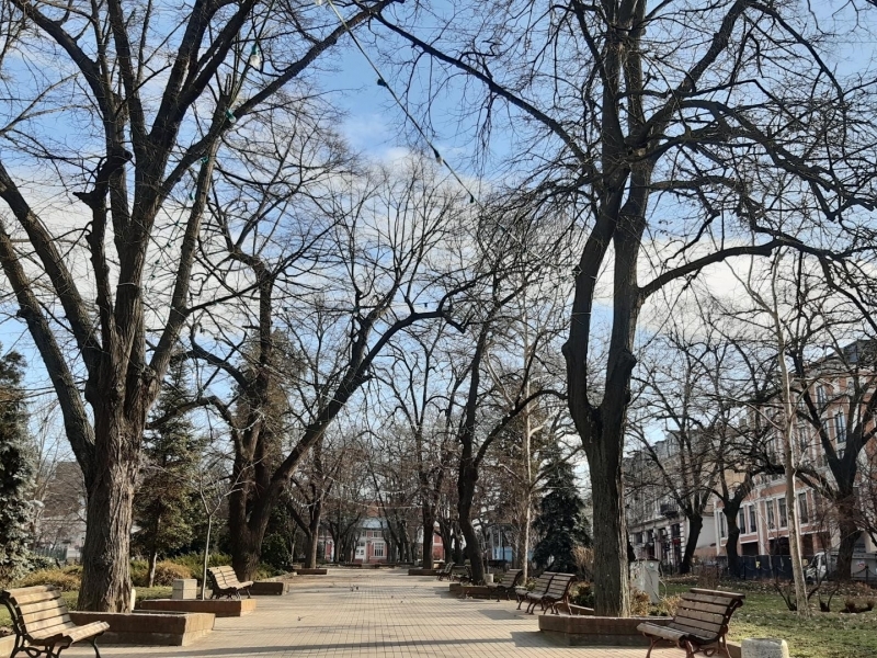В Свищов продължава работата по премахване на потенциално опасни и изгнили клони и дървета 