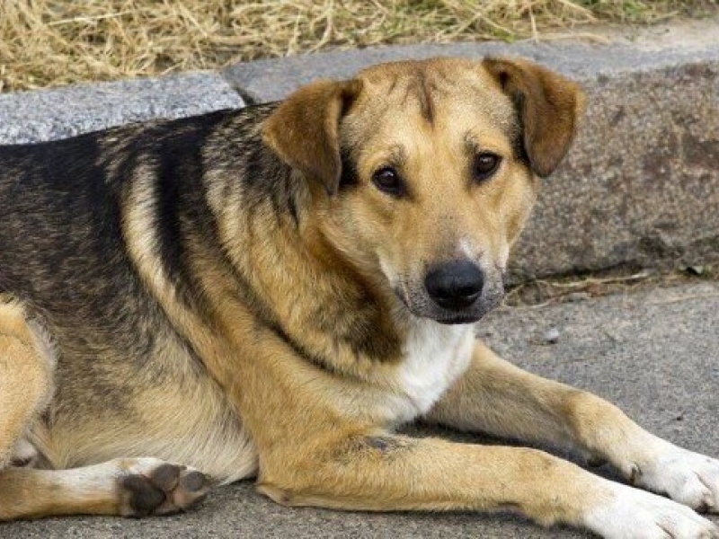 Масирани дейности в борбата с безстопанствените кучета стартират на територията на община Свищов 