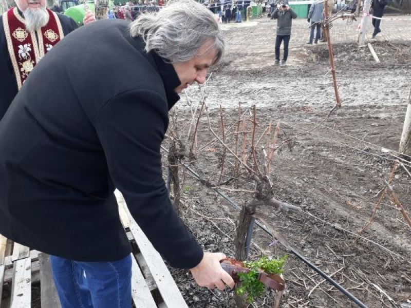 Деня на винарите и лозарите отпразнуваха по традиция в Свищов 