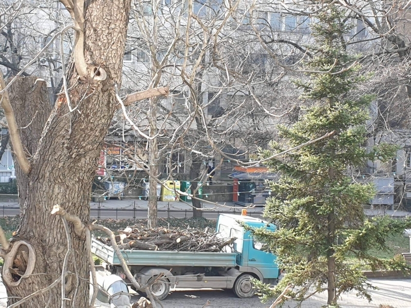 В Свищов продължава работата по премахване на потенциално опасни и изгнили клони и дървета 