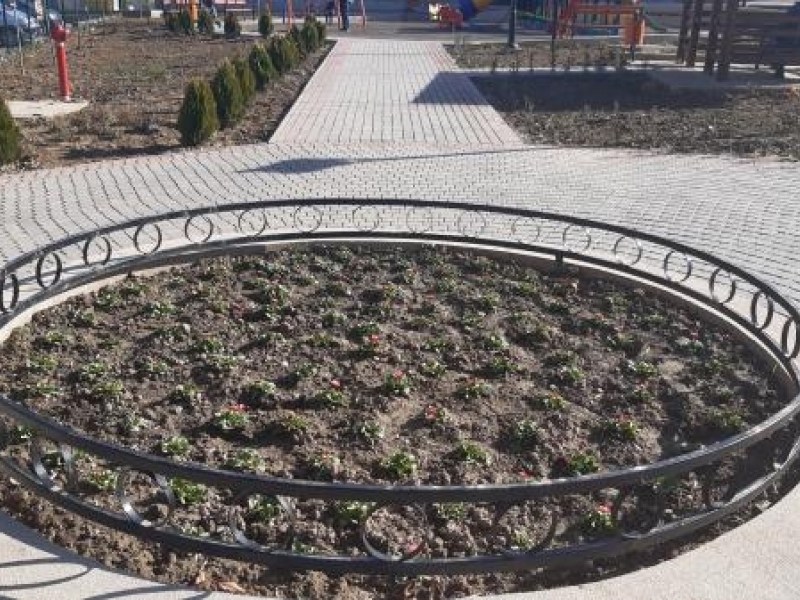 Пъстри зимни цветя засадиха служителите на ОП „Чистота – Свищов“ в парковете и алеите на крайдунавския град