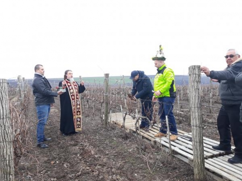 Водосвет за здраве и плодородие бе отслужен край Свищов за Трифон Зарезан