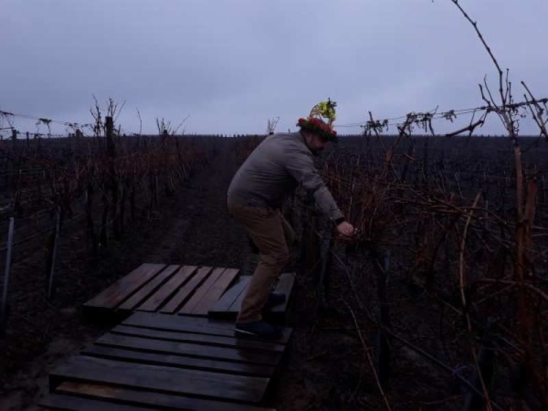 По традиция в Свищов отпразнуваха деня на винарите и лозарите - Трифон Зарезан