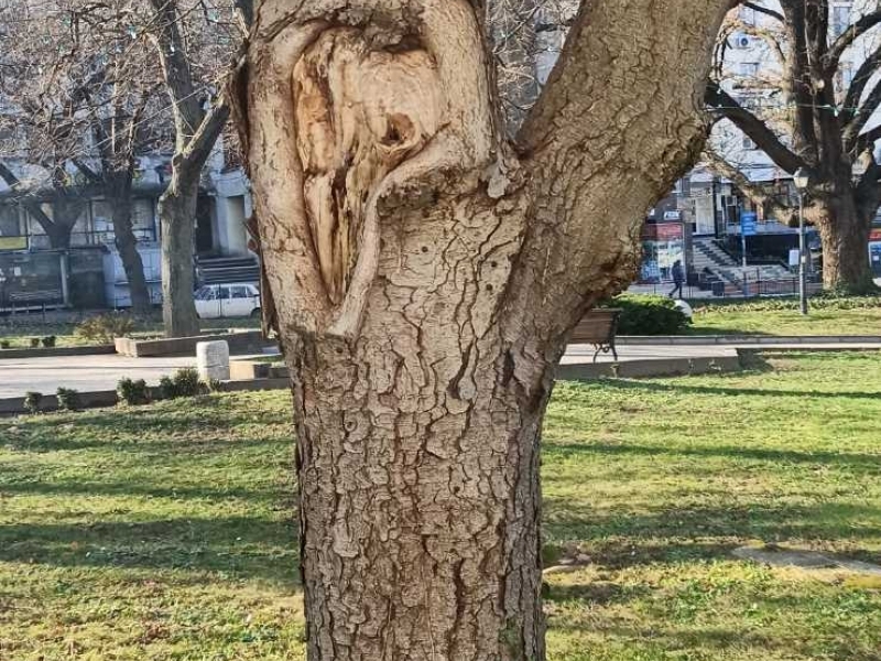 В Свищов продължава работата по премахване на потенциално опасни и изгнили клони и дървета 
