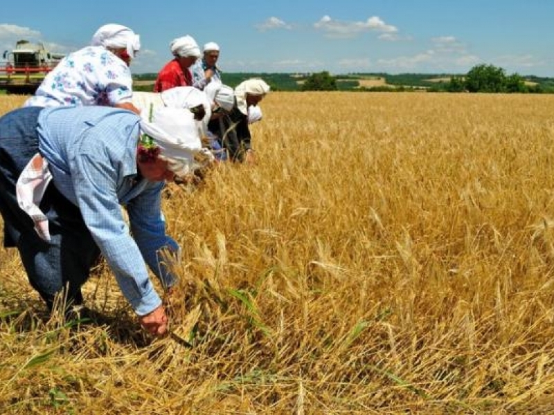 В Царевец официално откриха жътвената кампания 