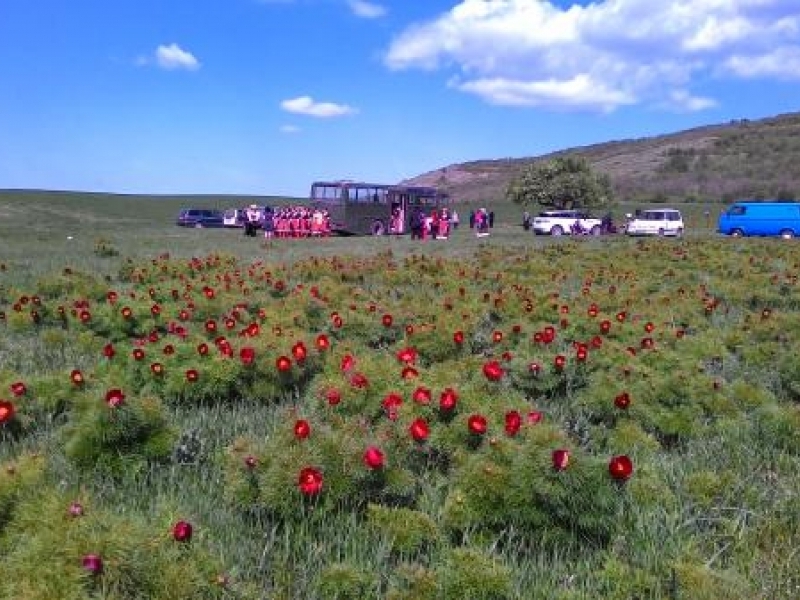 Десетки дойдоха на празника на божура 